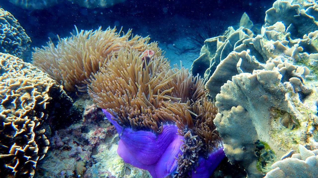 Кораллы и актиния под водой