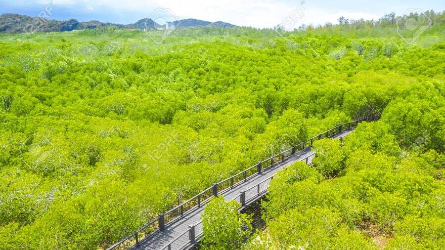 Золотой мангровый лес