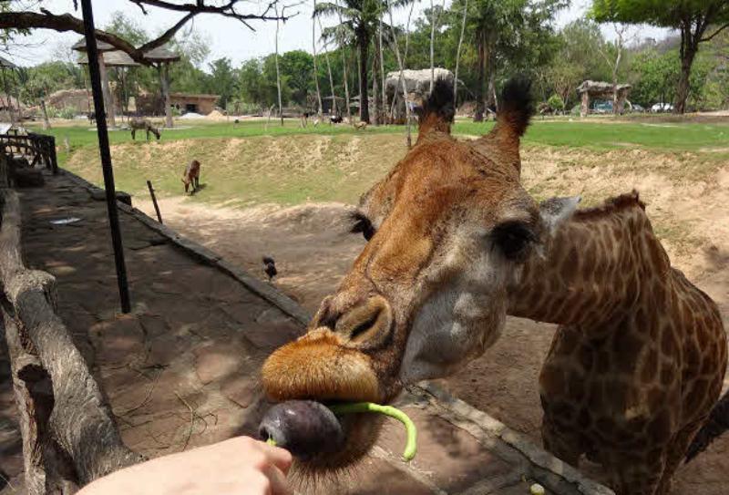 Тайское сафари — фото