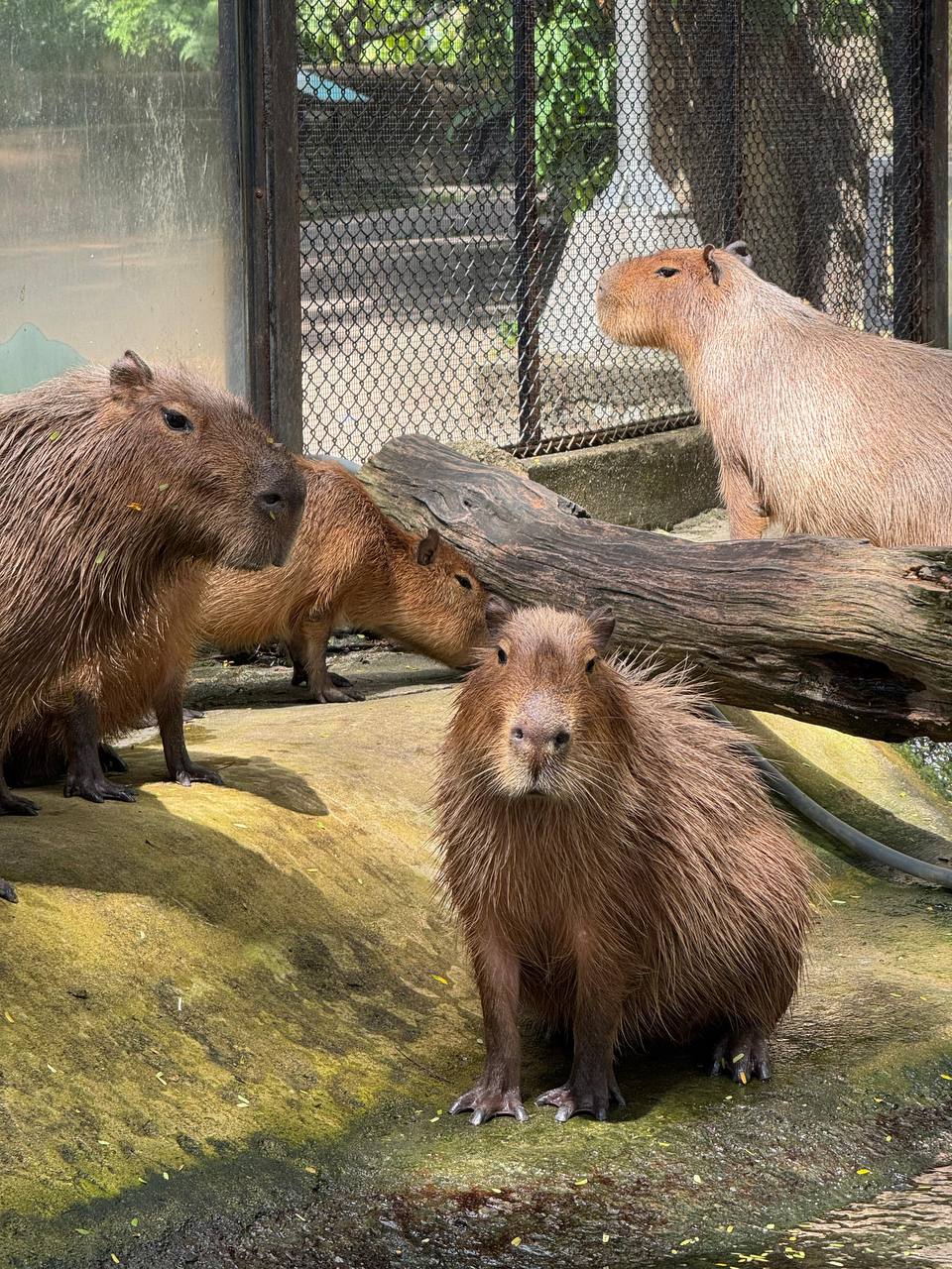 Фото отзыва Dias F №6