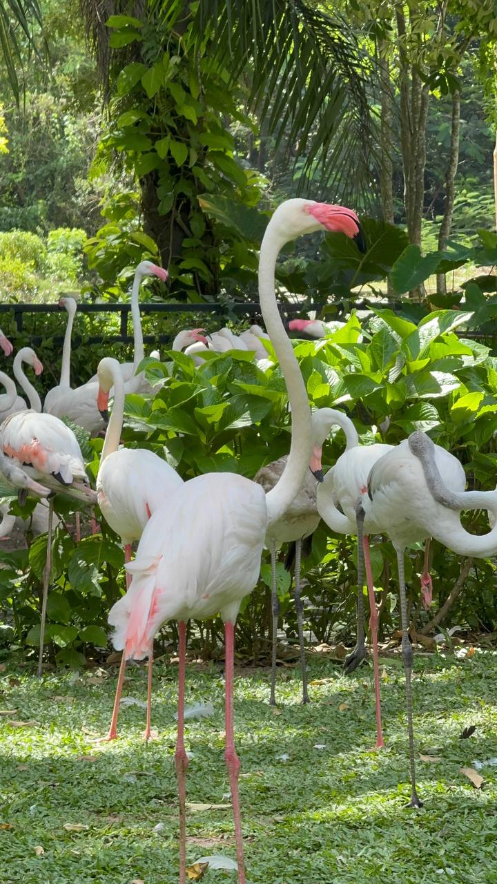 Фото отзыва Dias F №2