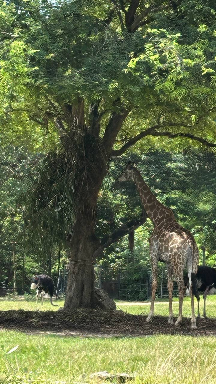 Фото отзыва Dias F №1