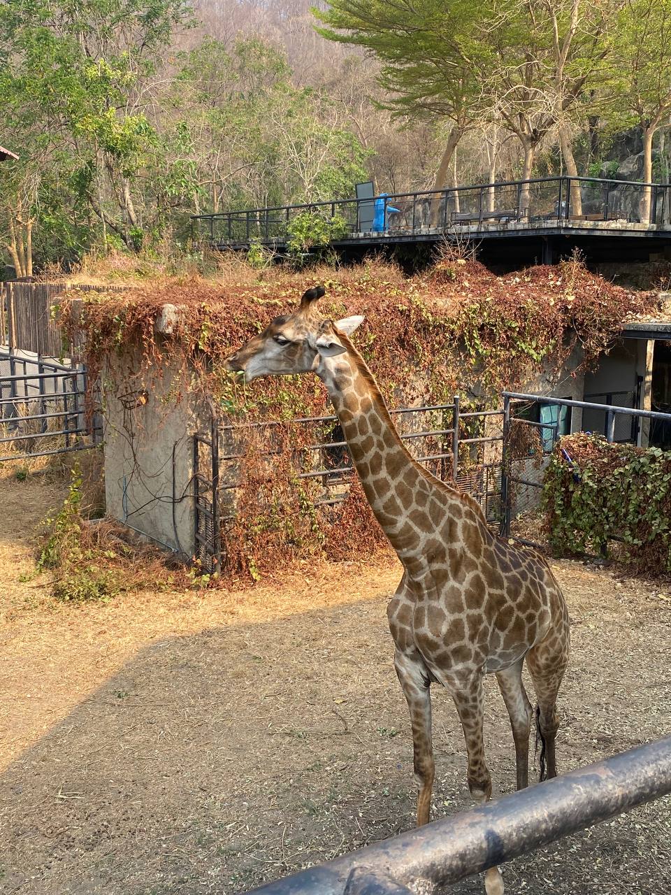 Фото отзыва Ann Honda №4